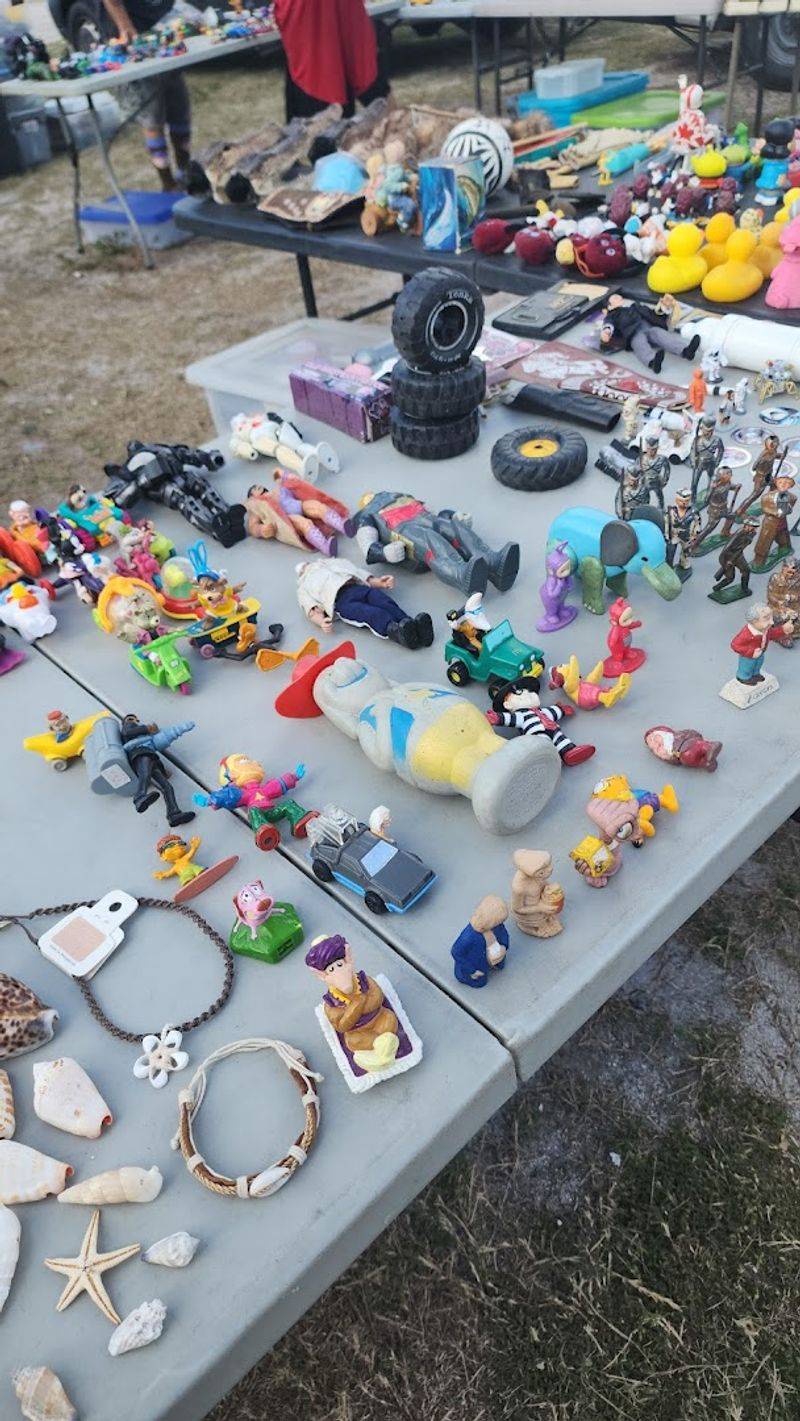 Fossilized Shark Teeth and Seashells for the Curious Collector