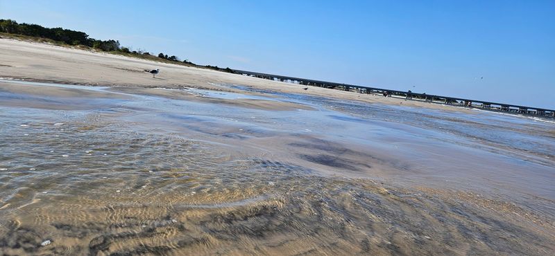 Wildlife Sounds and Birdwatching Along the Shore