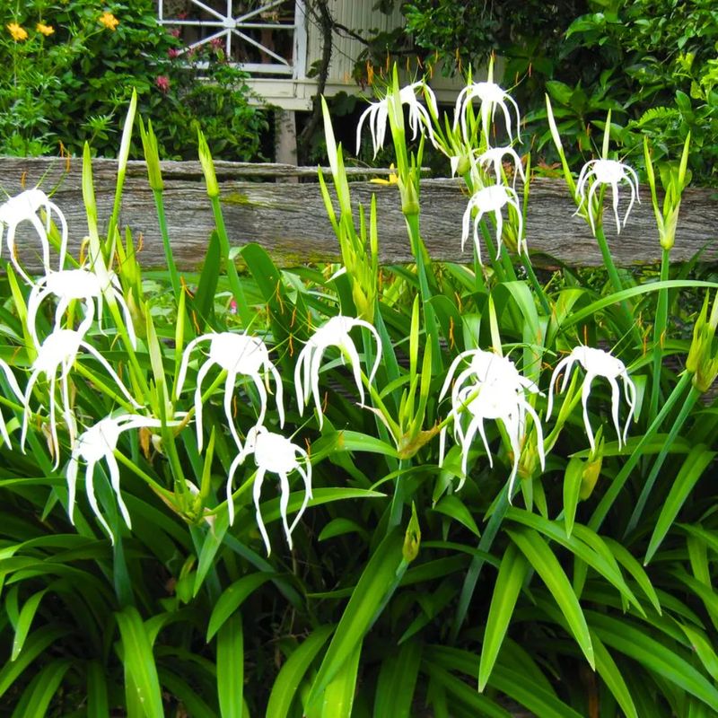 Compact Plants That Fit Perfectly Into Small Florida Garden Spaces 12 Spider Lily