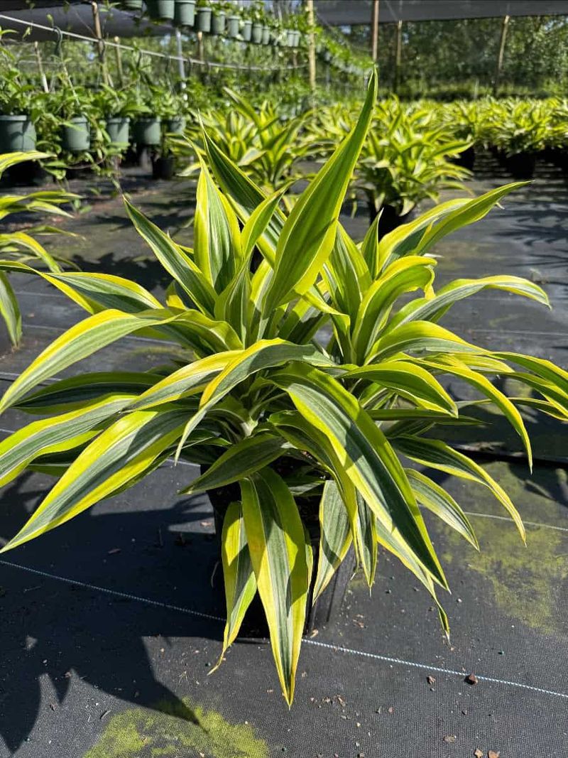 Foliage Plants That Bring Bold Color to Florida Gardens Year-Round 14 Dracaena