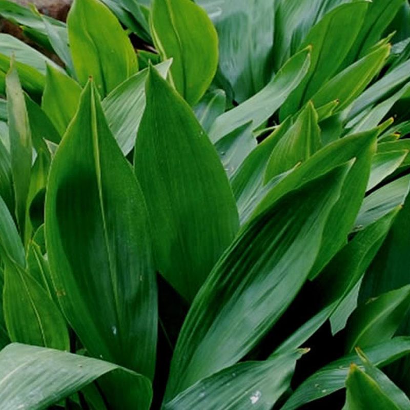 Aspidistra