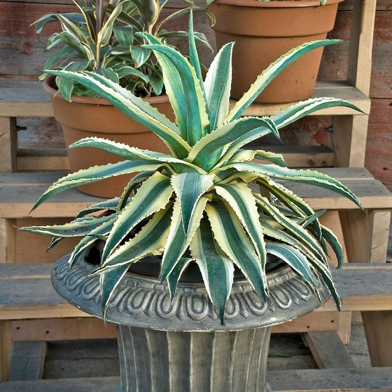Agave