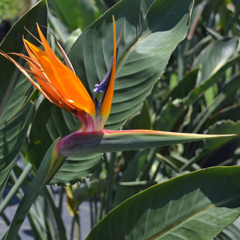 Bird of Paradise