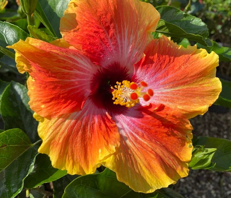 Hibiscus