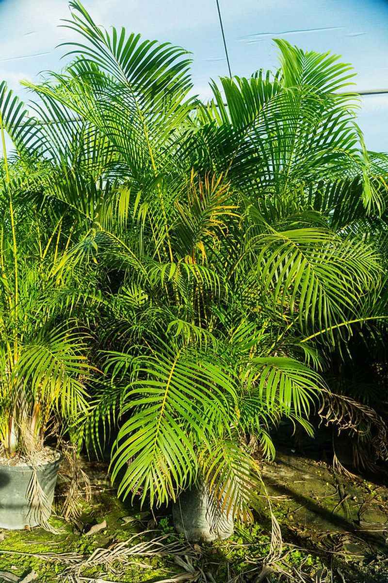 Areca palm