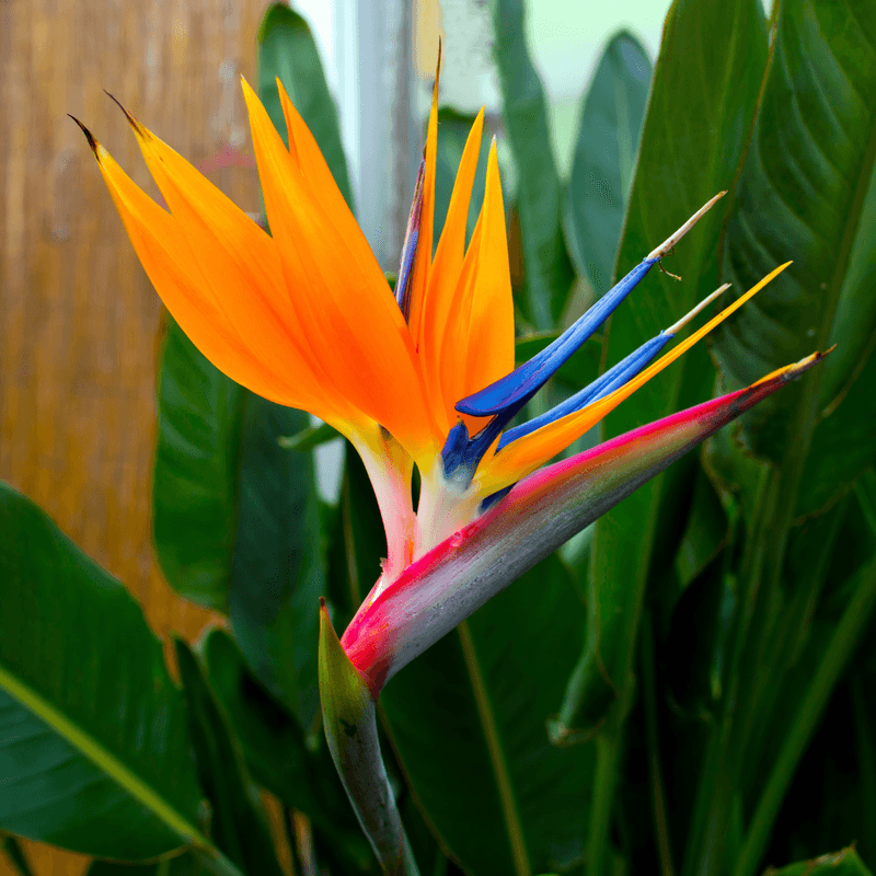 Bird of paradise
