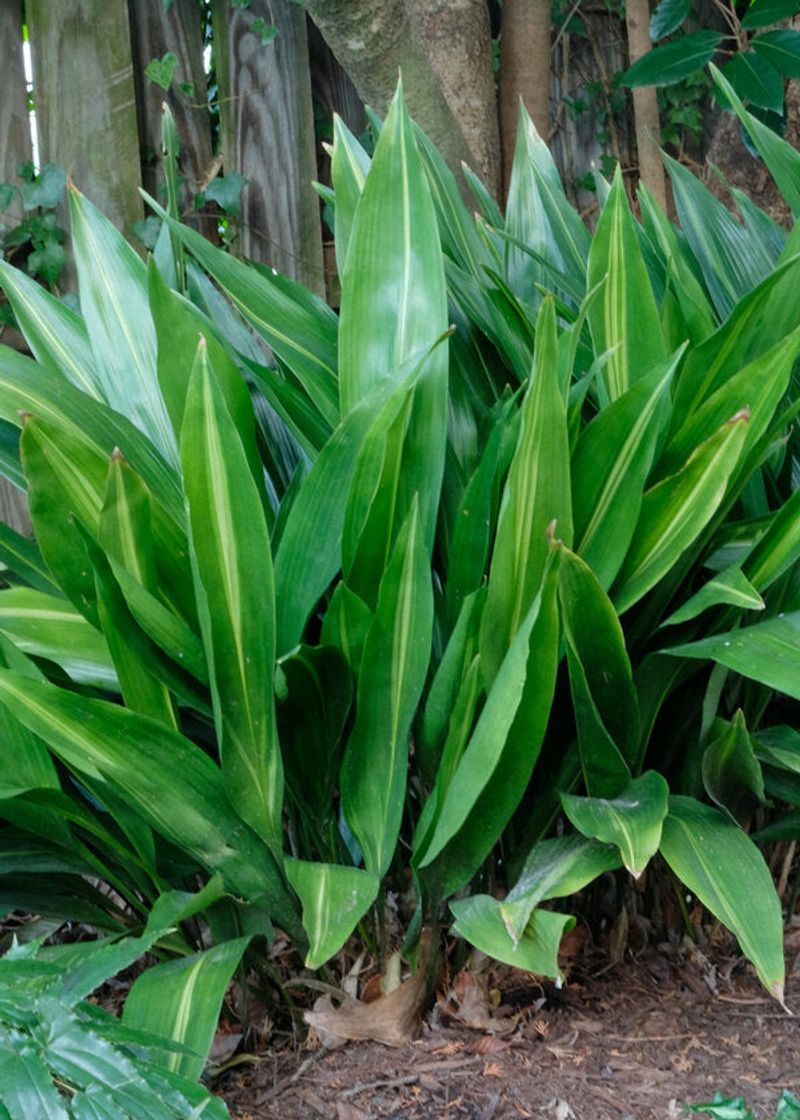 Florida Plants That Do Well in the Shade Without Much Attention 13 Aspidistra