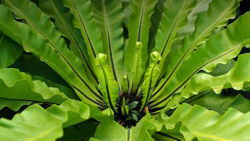 Bird's nest fern
