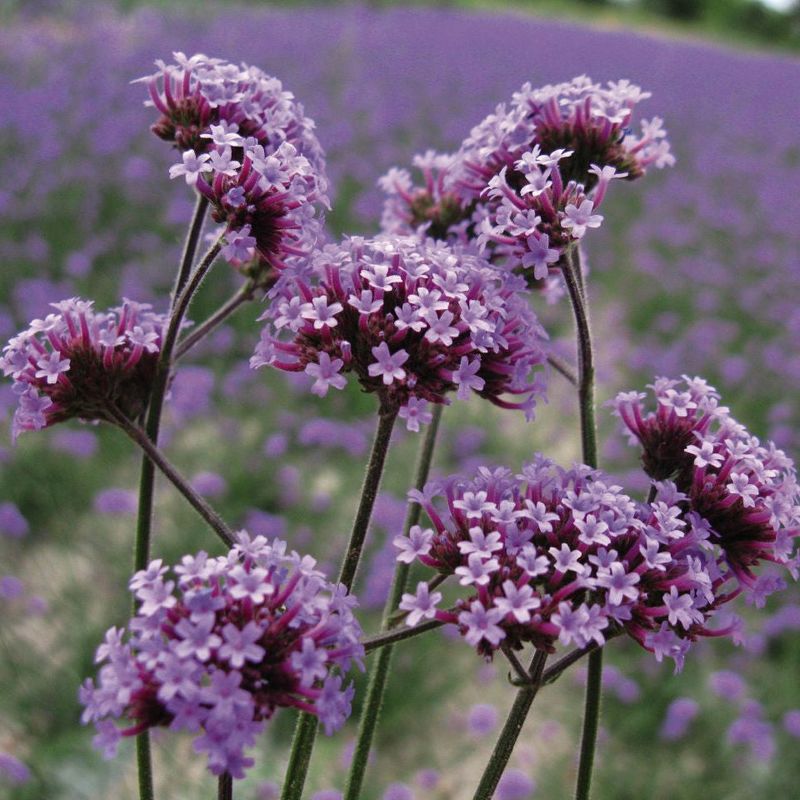 Florida Plants That Bring Butterflies and Bees Into Your Garden Naturally 13 Verbena