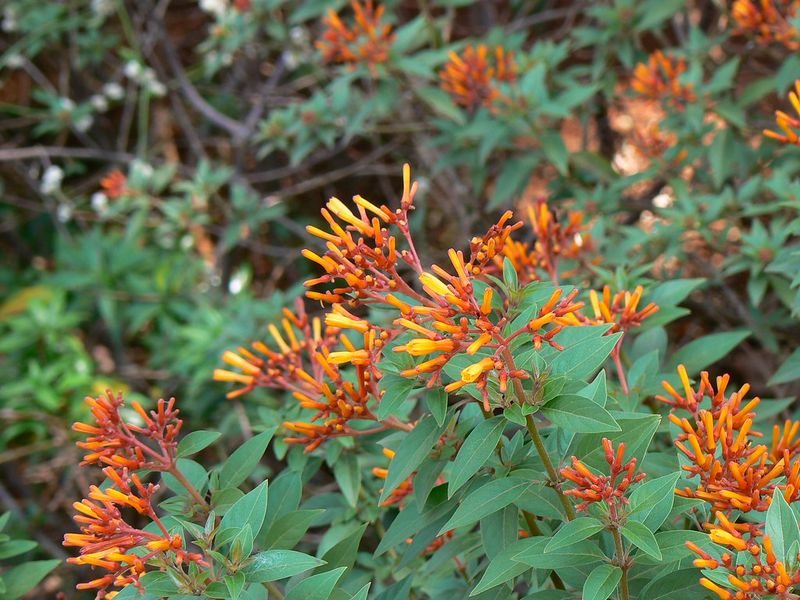 Firebush (Hamelia patens)