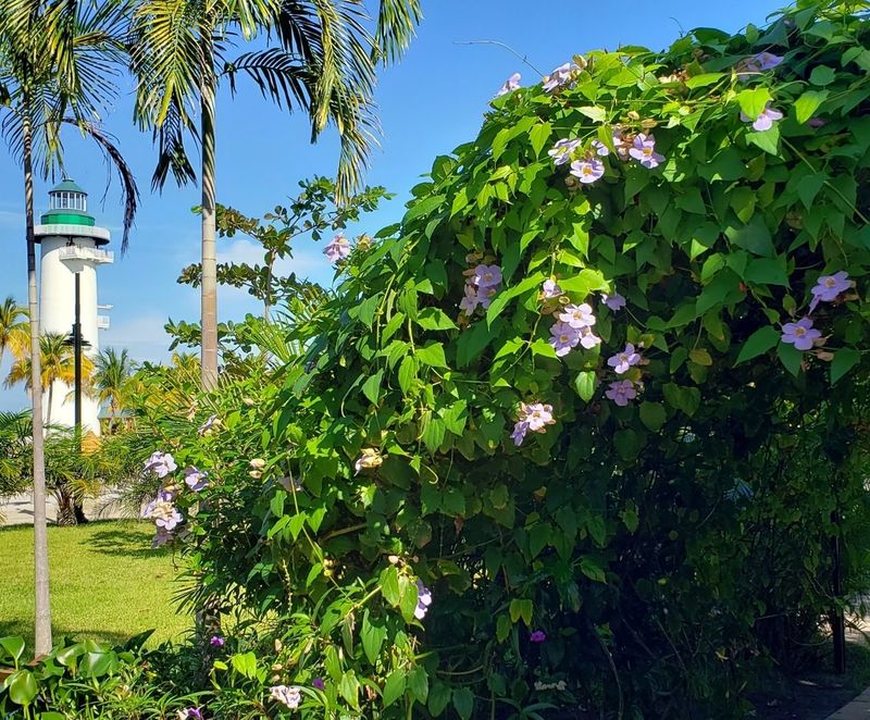 Flowering Vines That Climb Beautifully in Florida Heat 9 Sky Vine