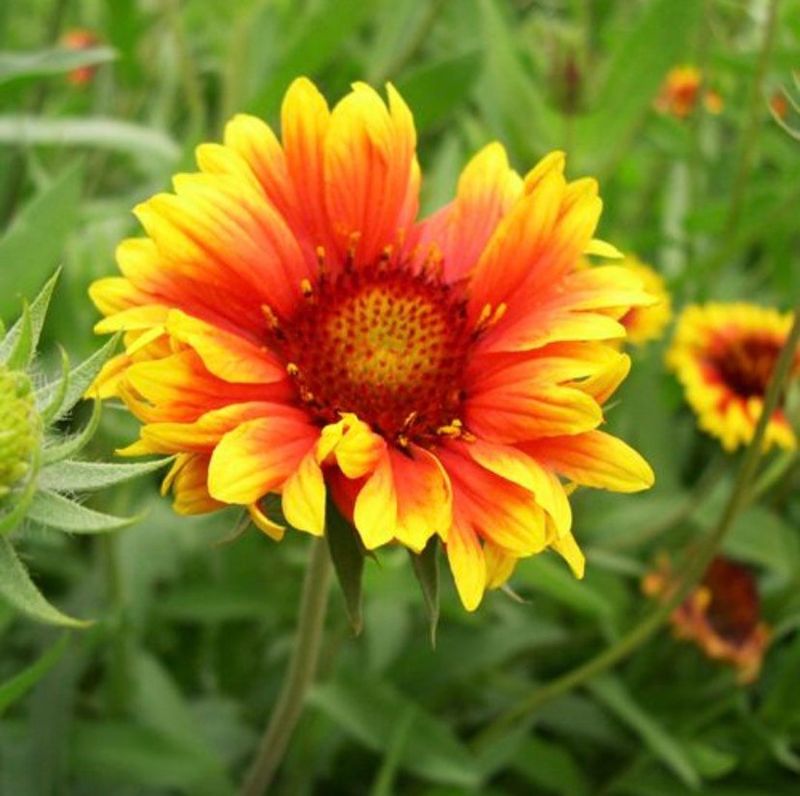 Gaillardia