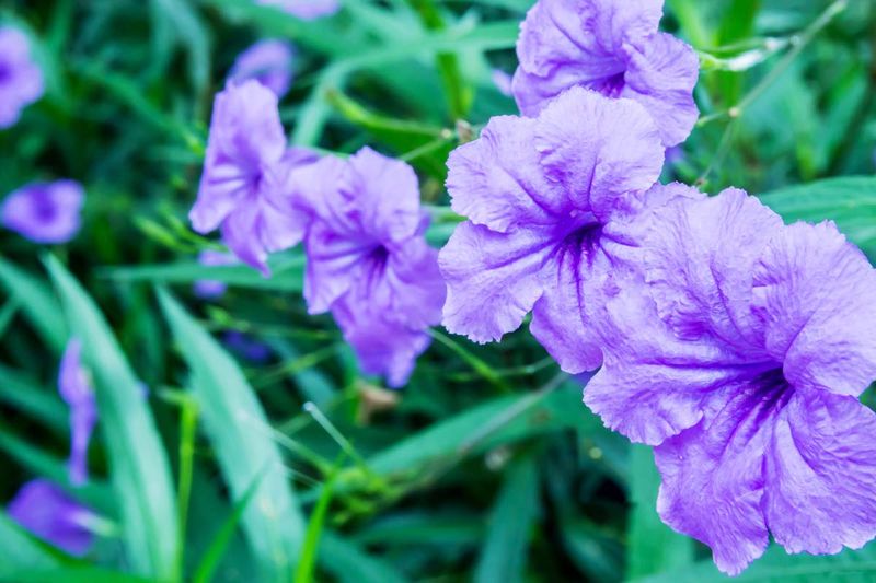 Dwarf ruellia