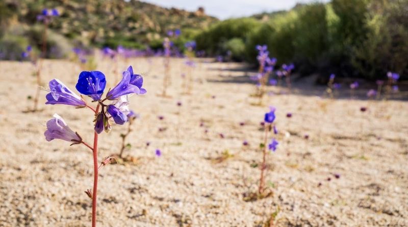 Desert Bluebells