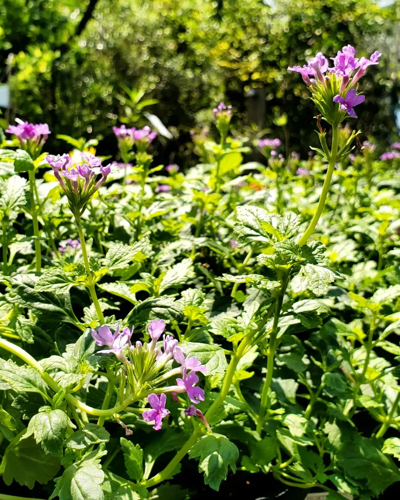 Verbena