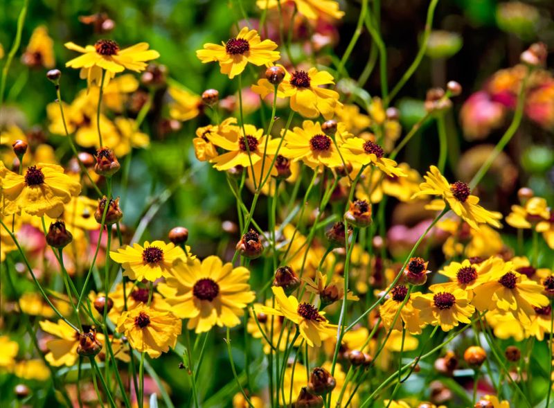 Coreopsis