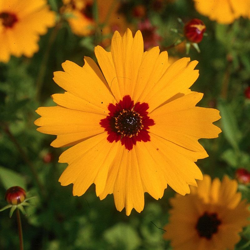 Coreopsis