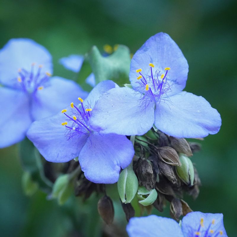 Spiderwort (Tradescantia ohiensis)