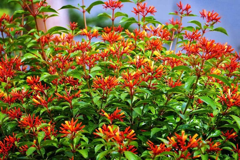 Firebush (Hamelia patens)