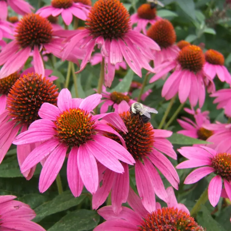 24 low-maintenance flowers that keep blooming through Florida summer 14 Coneflower