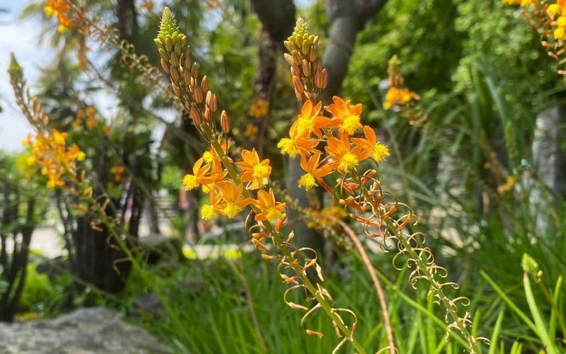 Bulbine