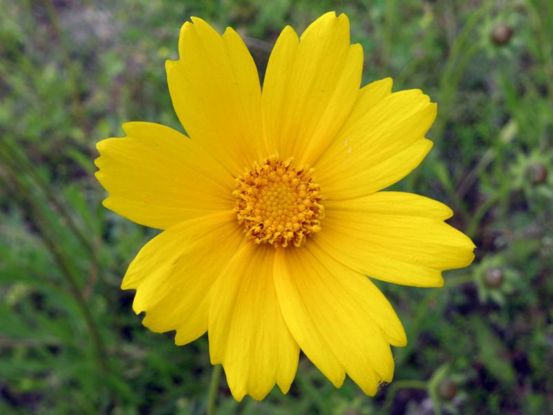 Coreopsis