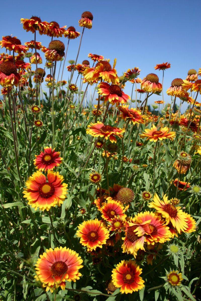 Blanket flower