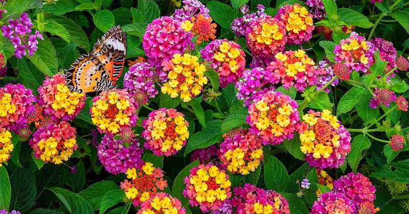Plants That Grow Well in Florida’s Sandy Soil Without Extra Effort 10 Lantana