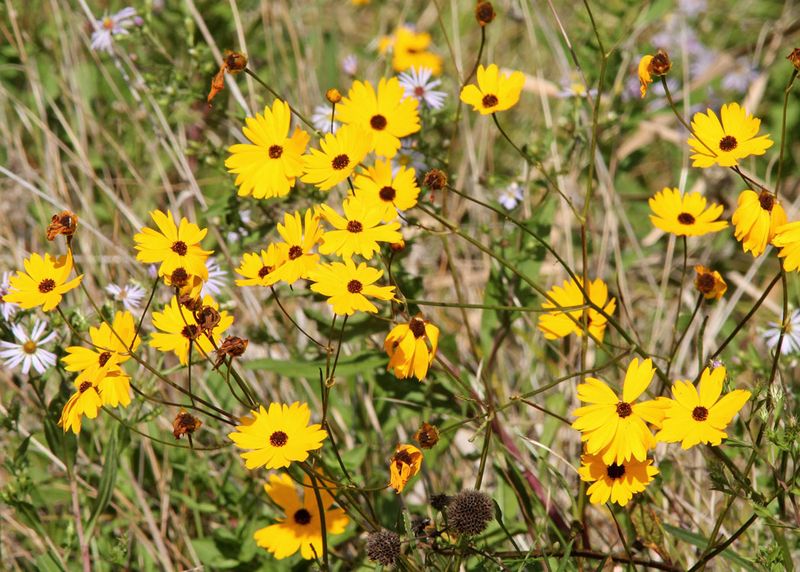 Coreopsis