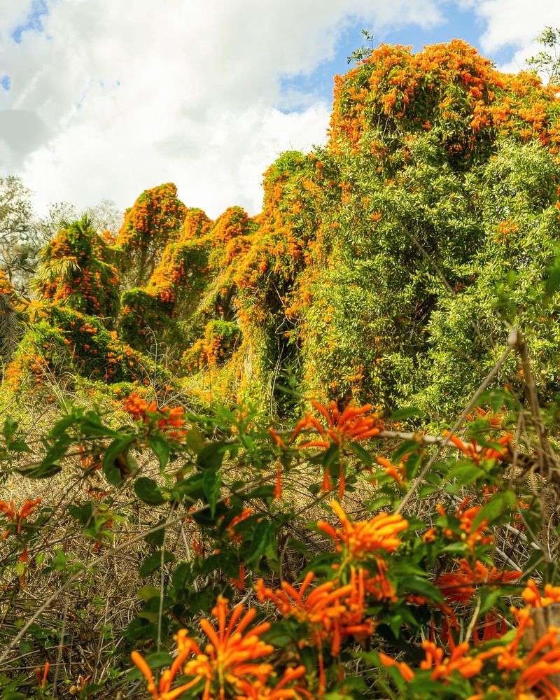 Flame Vine (Pyrostegia venusta)