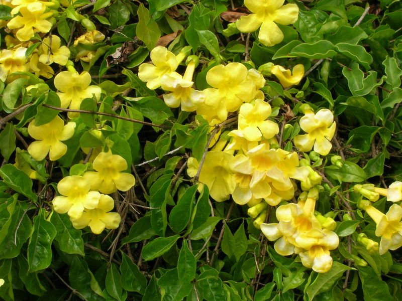 Flowering Vines That Climb Beautifully in Florida Heat 15 Cat's Claw Vine