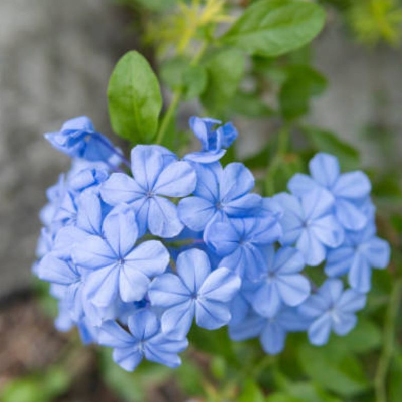 Plumbago