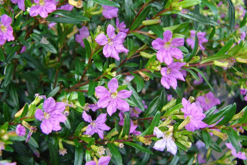 Mexican Heather