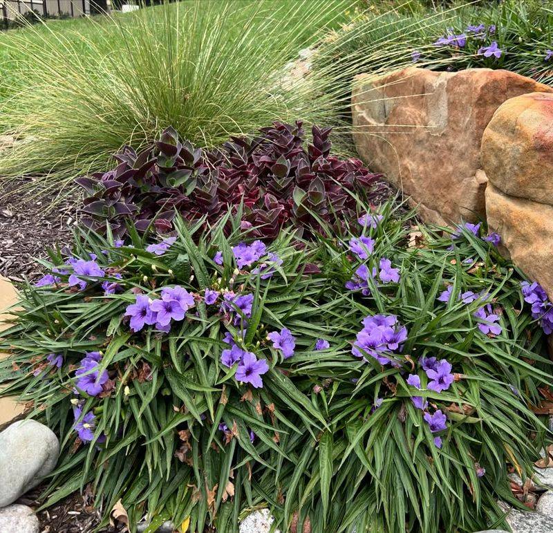 Compact Plants That Fit Perfectly Into Small Florida Garden Spaces 9 Dwarf Ruellia