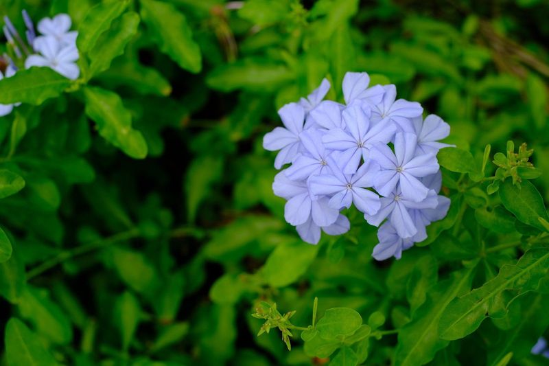 Plumbago (Plumbago auriculata)