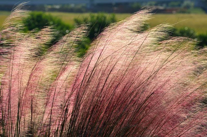 Muhly Grass