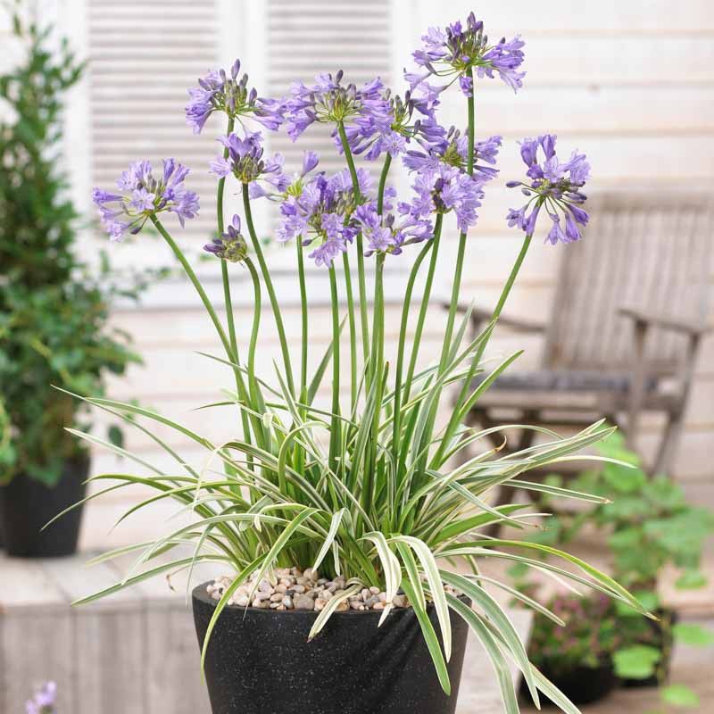 Compact Plants That Fit Perfectly Into Small Florida Garden Spaces 14 Dwarf Agapanthus