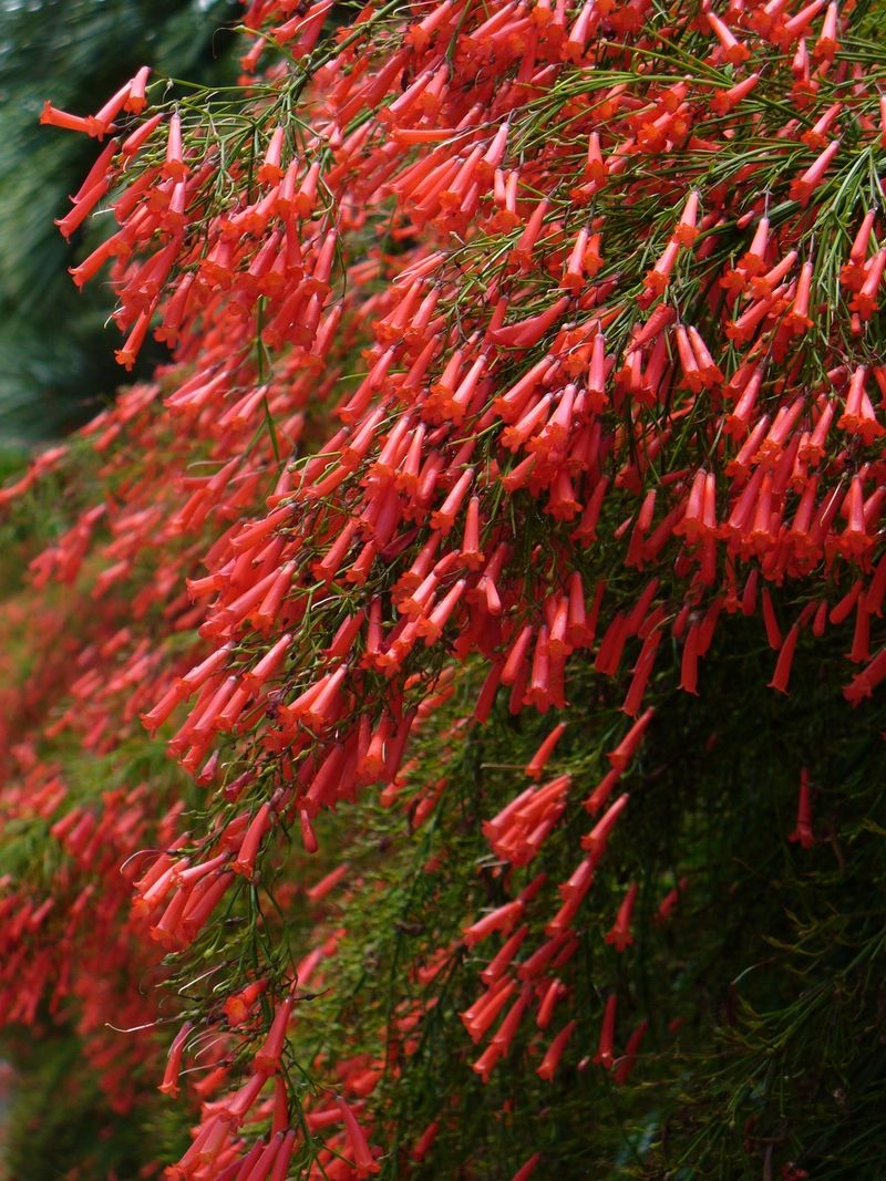 Firecracker Plant