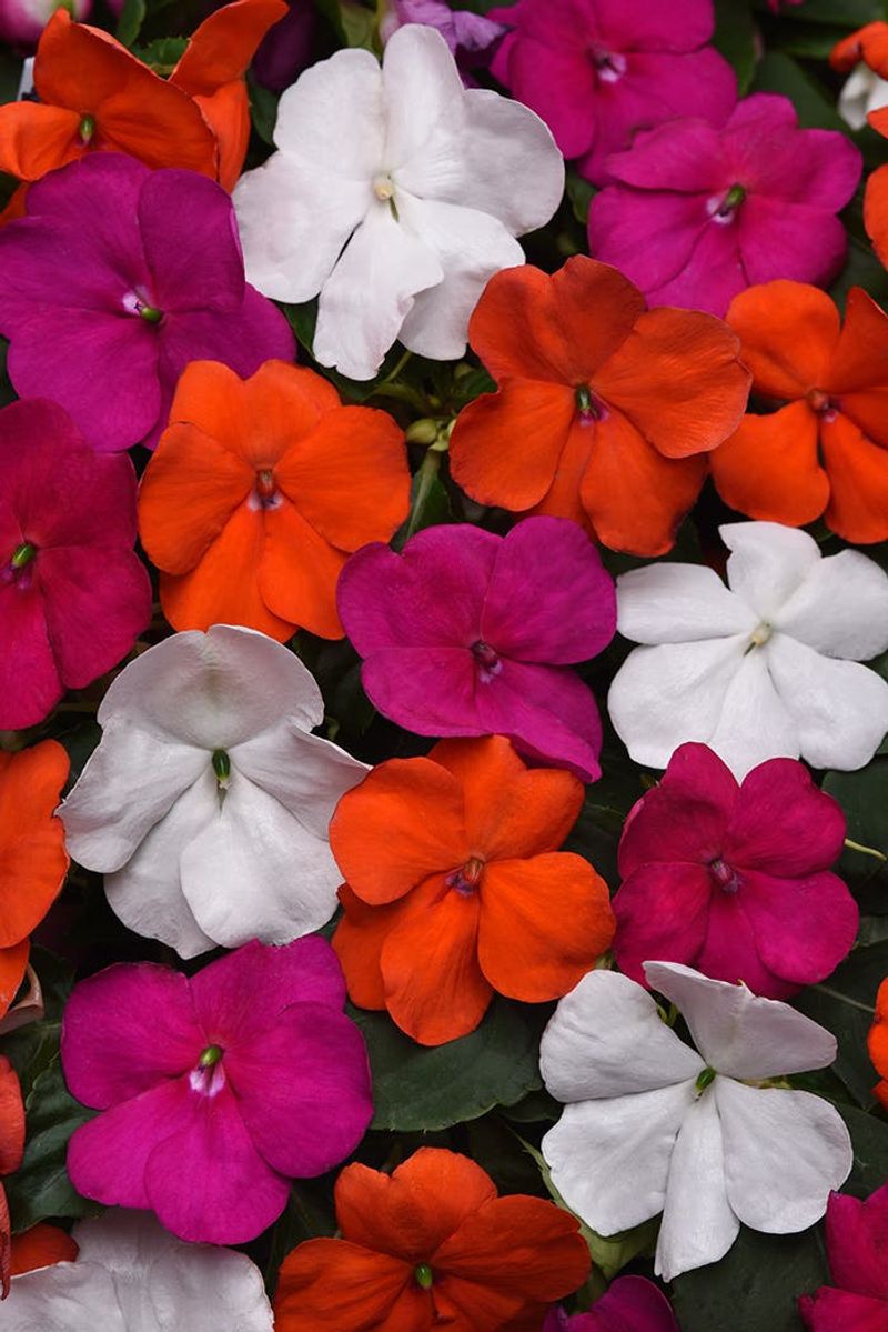 24 low-maintenance flowers that keep blooming through Florida summer 25 Impatiens walleriana