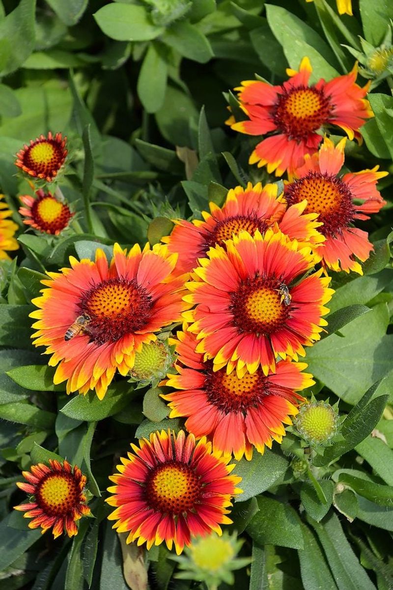 Blanket flower