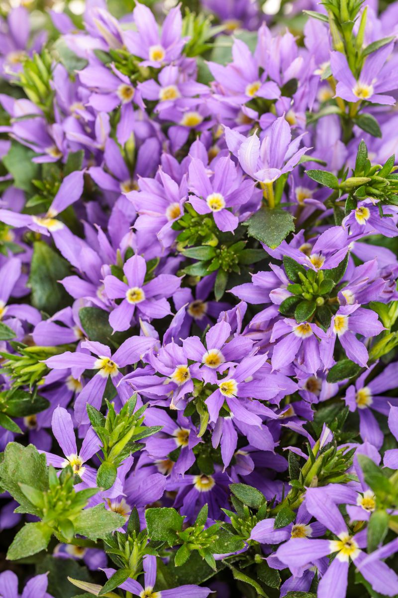 Scaevola