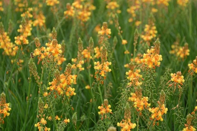 Bulbine