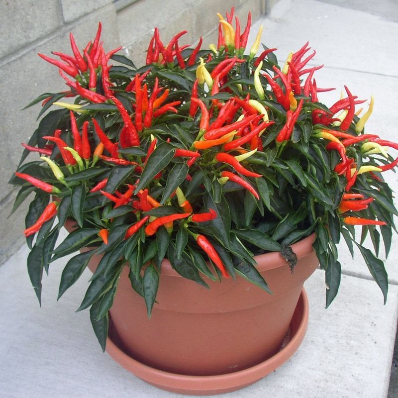 Ornamental pepper