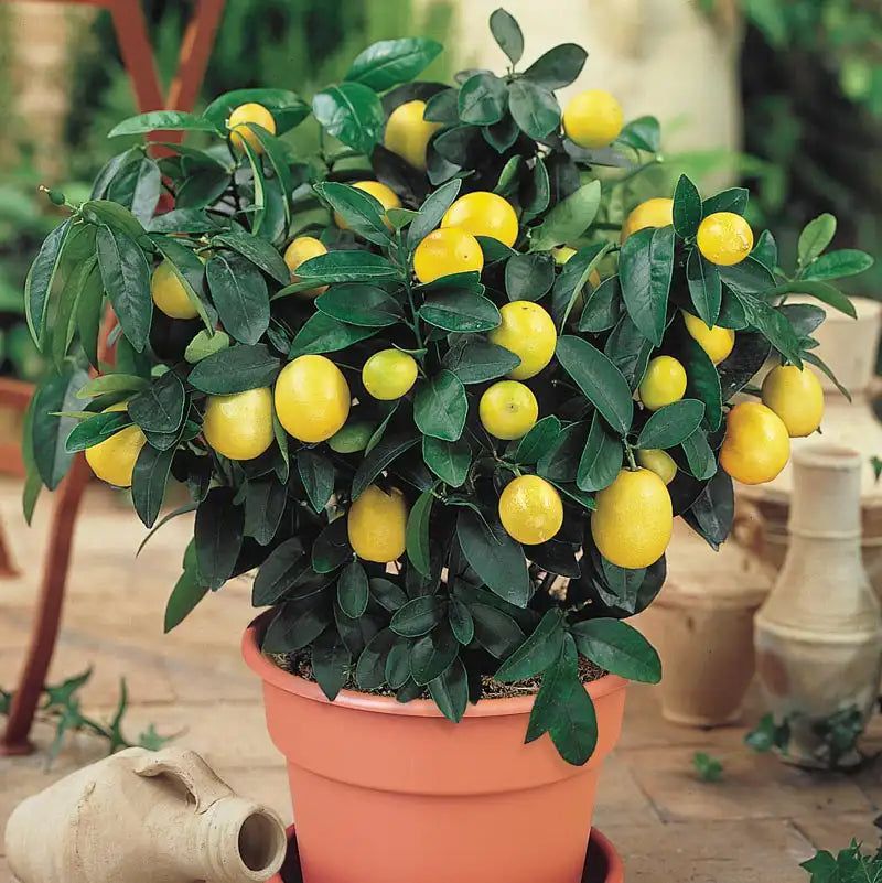 Dwarf Citrus