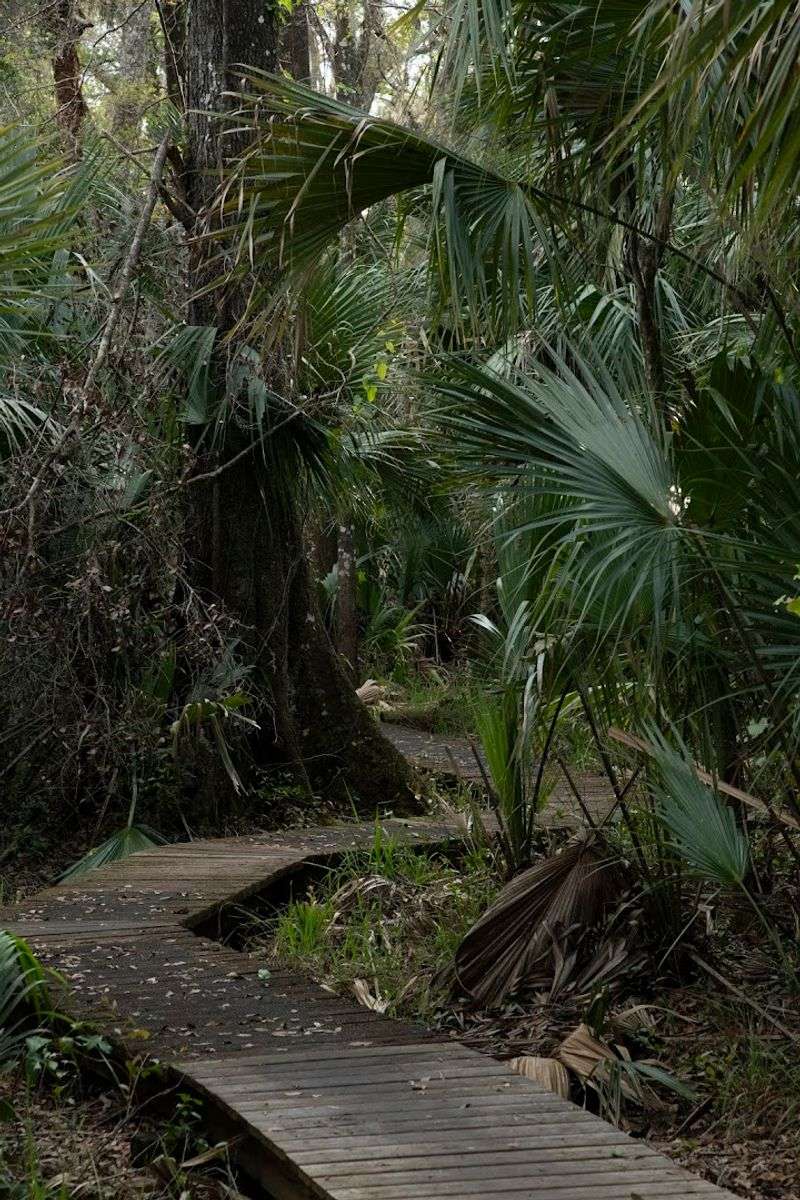 The Dense Tree Canopy and Shade Cover