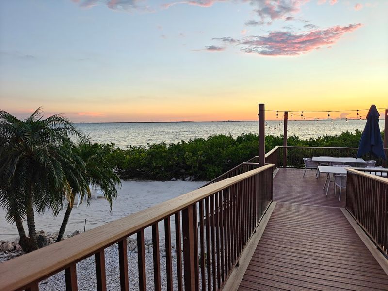 Oystercatchers - Tampa, Florida