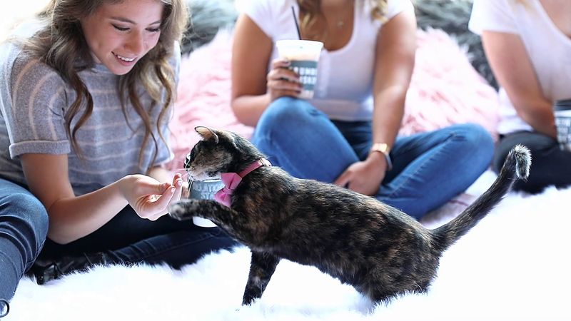 The Cats Are Happy, Healthy, and Socialized