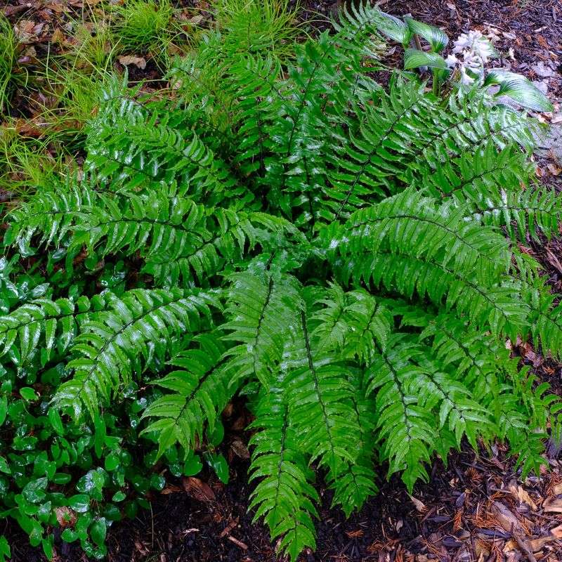 Florida Plants That Do Well in the Shade Without Much Attention 7 Holly Fern