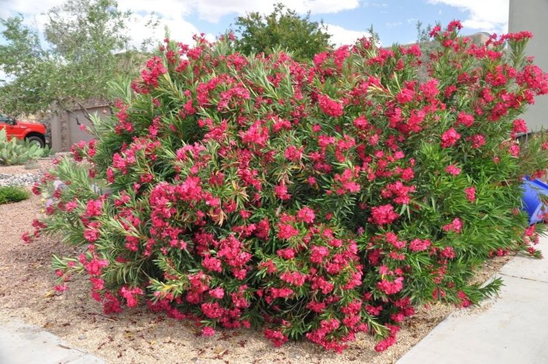 Dwarf Oleander
