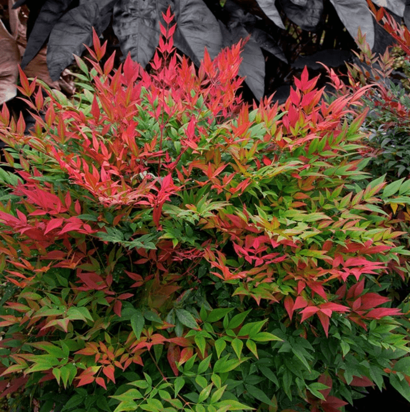 Nandina (Heavenly Bamboo)